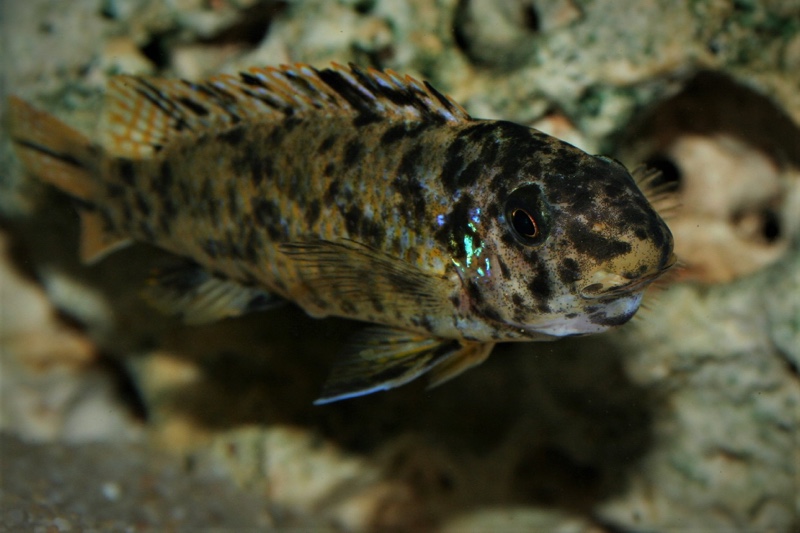 Labeotropheus trewavasae 'Thumbi West Island'